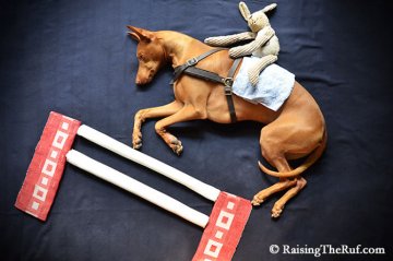 Снимка: RaisingTheRuf.com