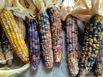 Снимка: bonafidefarm.com