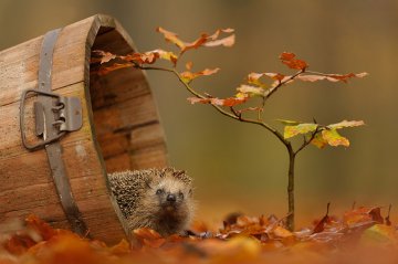 Снимка: Edwin Kats