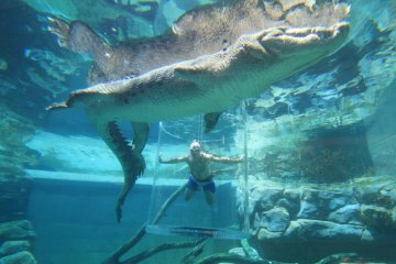 Снимка: crocosauruscove.com