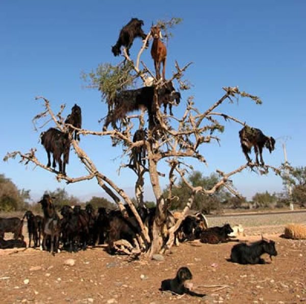 Снимка: oddee.comКозите по дърветата в МарокоКозите, които се катерят по дървета, се срещат само в Мароко. Тези животни обичат да ядат плодовете на дървото арган, които приличат много на маслините. Всъщност фермерите следват стадата с кози, докато се движат от дърво на дърво. Не защото ги пазят да не паднат, а защото те не могат да усвоят костилката на плода и я плюят, а земеделците я събират. Тя съдържа 1-3 ядки, които могат да бъдат смлени и от тях се прави арганово масло, което е много скъп и полезен продукт. Ползва се в кулинарията и в козметиката.
