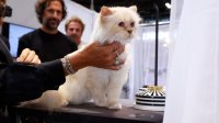 От Сен Тропе до Louis Vuitton – как котката на Карл Лагерфелд харчи милионното му наследство