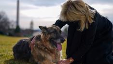 Белият дом с нови четириноги обитатели – Чамп и Мейър