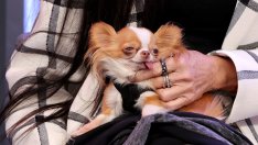 Различният Vogue – как най-известното модно списание превърна няколко кучета в звезди (СНИМКИ)