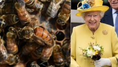 Мъж към пчелите на Елизабет II: Господарката е мъртва, не си отивайте!