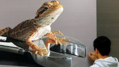 Живите рисунки на Юн Сунг Ким