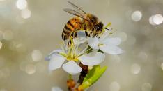 Радина Думанян с инициатива за пчелите