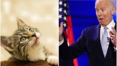 Джо Байдън и съпругата му взимат и котка в Белия дом 