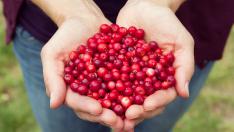 Червена боровинка: Кои са най-големите ползи от приема ѝ?
