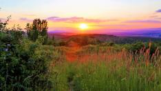 На Еньовден: 4 лечебни билки, които да наберете