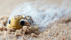 Бебе костенурка беше намерено със 104 парчета пластмаса