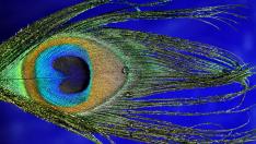 Око на син фон – тренд за плажни кърпи 