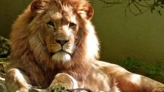 Сезонът на Лъва: За кои 3 зодии ще бъде отличен? 