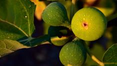 Чай от смокинови листа