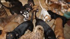 Жена прибра 97 кучета заради урагана Дориан