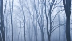 Какво означават кошмарите