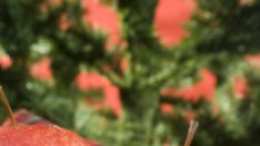 Вкусът на Коледа: Виенски щрудел