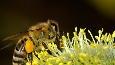 Холандия в дизайн: Нови спирки срещу смъртността на пчелите