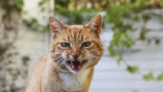 Колко опасно е ухапването от котка