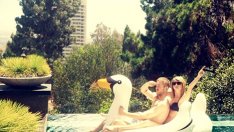 Бум на продажбите на надуваеми лебеди заради звездите