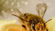 Прополис – безценният дар от природата