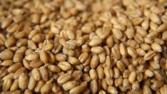 Подготовка за пролетта: Пречистване с житния режим