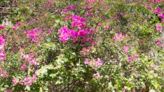 Танцувайте и забравете за артрита