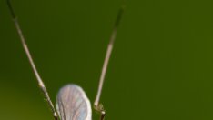 Митове за комарите