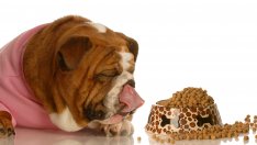 Кучешката храна убива домашния ви любимец