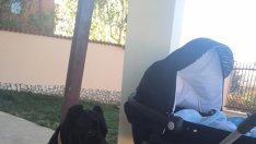 Страховито куче охранява новородения син на Черната Златка