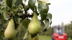 Круши срещу излишни килограми