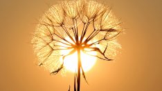 Какво е топлинен удар и как да се справим с него?