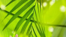 Съвети за млади и красиви ръце