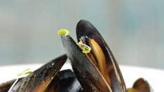 Освен вкусни и полезни, мидите могат да бъдат и опасни