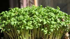 Тренирайте интензивно и се защитете с кресон, за да нямате увреждания!