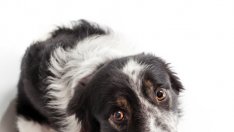 Депресиран ли е домашният ви любимец?