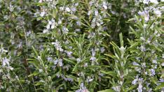 Розмаринът и столетниците – имат ли връзка?