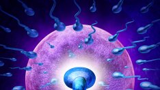 Трябва ли да се притеснявате за фертилността си?