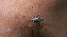 6 начина да се отървете от комарите