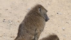 Секс поза: Маймунско висене (снимки)