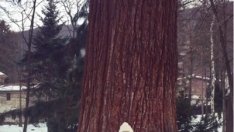 Никол в Instagram: Праща любов от България