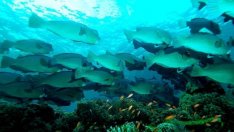 10-те най-добри места за гмуркане