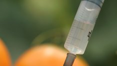 По какъв начин вредят генномодифицираните храни?