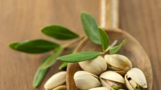 Шам-фъстъкът бори стреса