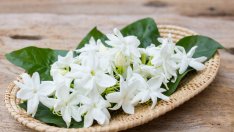 5 растения, които се грижат за добрия сън