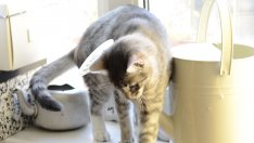 Доказано: Котките и кучетата намаляват стреса