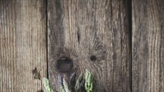 Защо трябва да ядете аспержи