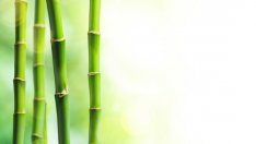 Бамбук в козметиката