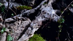 Горски принцеси от Сицилия