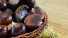 Кестените – неизчерпаем източник на здраве